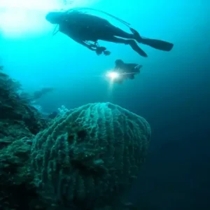 Dive into vibrant reefs